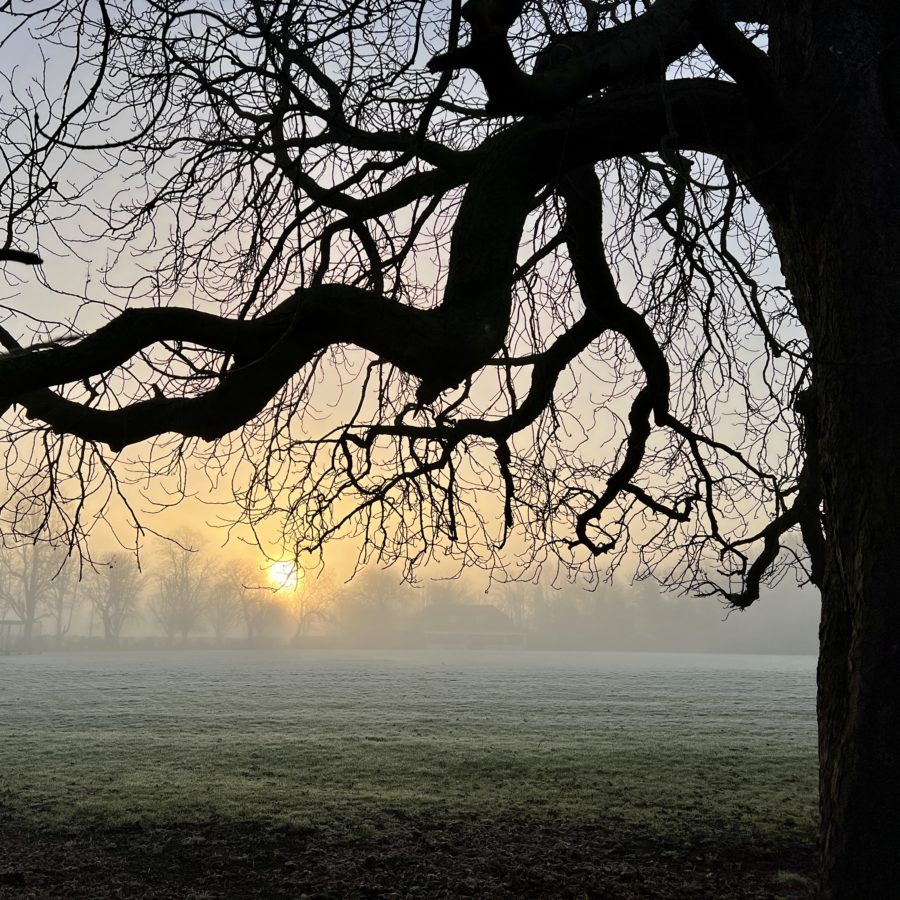 Misty and frost January morning looking across the cricket club grounds framed by a tree in silhouette.