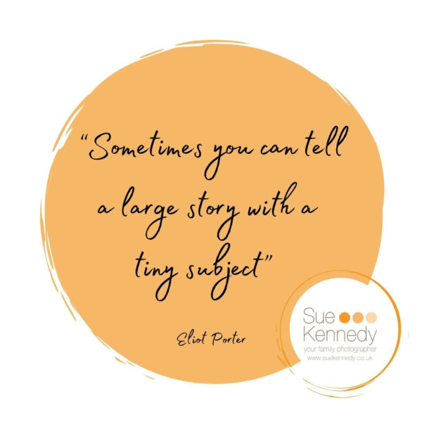 graphic of the quote "sometimes you can tell a large story with a tiny subkect" Author: Eliot Porter